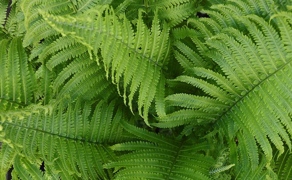 Boston Fern