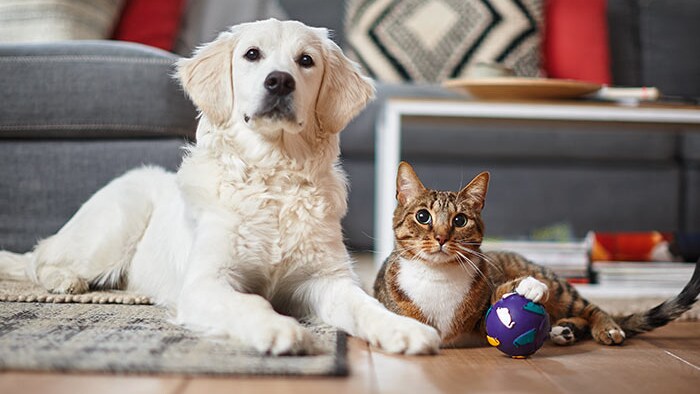 Аллергены дома